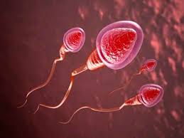 Những thực phẩm giúp tinh trùng khỏe mạnh  cánh mày râu nên biết.